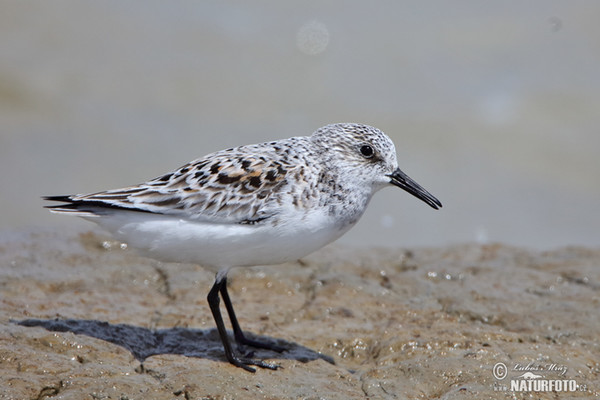 Sanderling (Calidris alba)