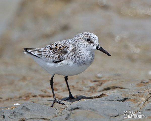 Sanderling (Calidris alba)