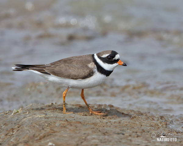 Sandregenpfeifer (Charadrius hiaticula)