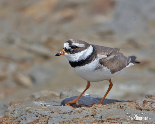 Sandregenpfeifer (Charadrius hiaticula)