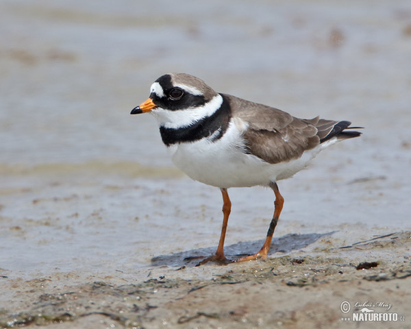 Sandregenpfeifer (Charadrius hiaticula)