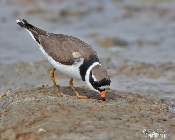 Sandregenpfeifer (Charadrius hiaticula)