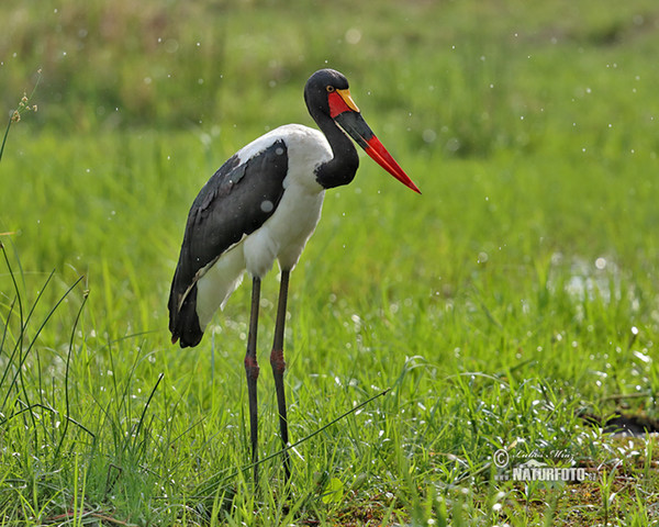 Sattelstorch (Ephippiorhynchus senegalensis)