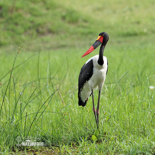 Sattelstorch (Ephippiorhynchus senegalensis)