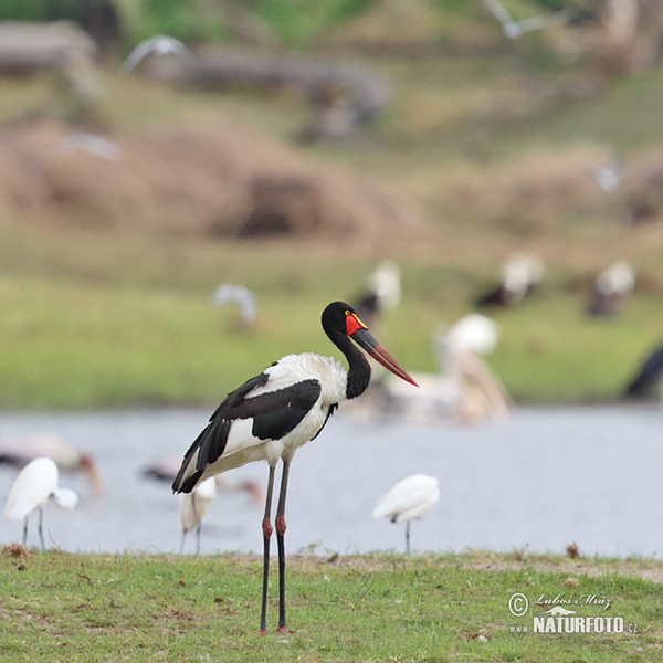 Sattelstorch (Ephippiorhynchus senegalensis)