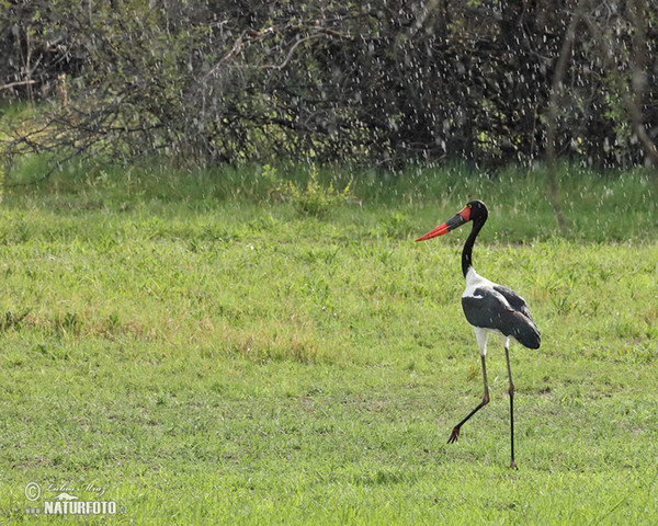 Sattelstorch (Ephippiorhynchus senegalensis)