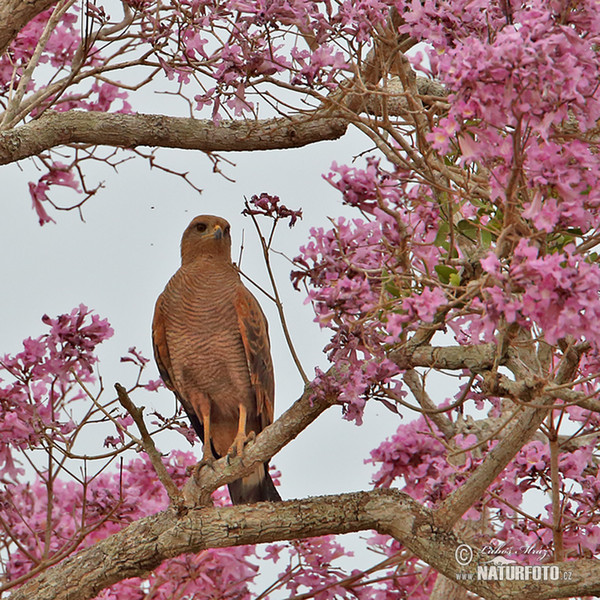 Savannenbussard (Buteogallus meridionalis)