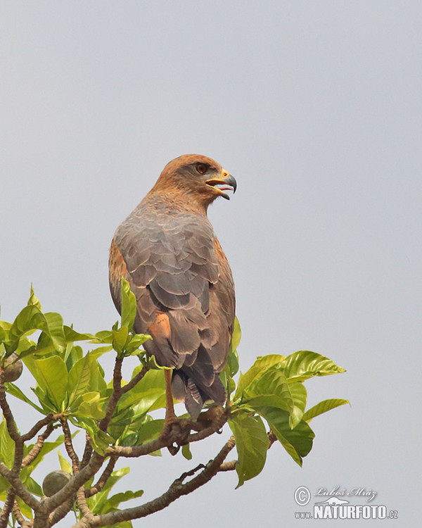 Savannenbussard (Buteogallus meridionalis)