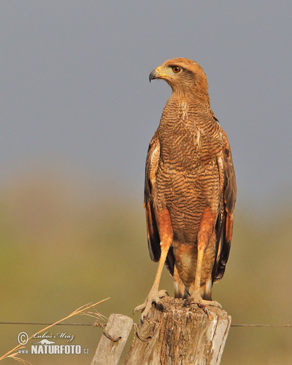 Savannenbussard (Buteogallus meridionalis)