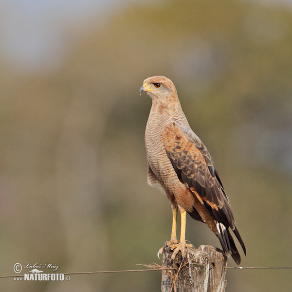 Savannenbussard (Buteogallus meridionalis)