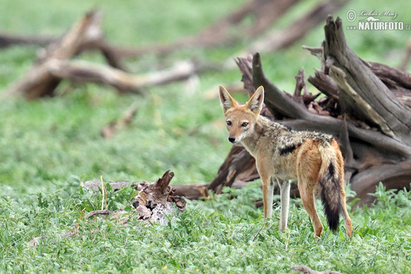 Schabrackenschakal (Canis mesomelas)