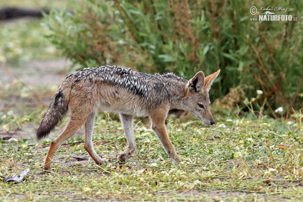 Schabrackenschakal (Canis mesomelas)