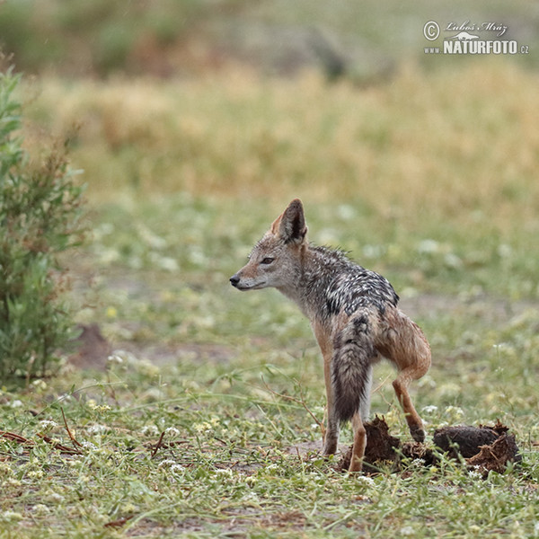 Schabrackenschakal (Canis mesomelas)