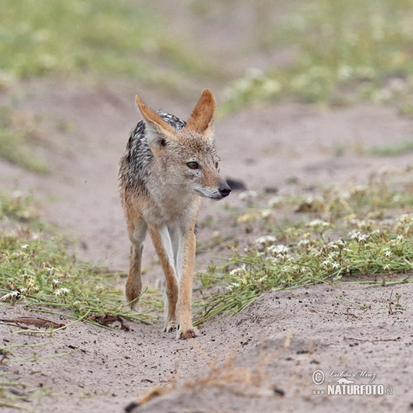 Schabrackenschakal (Canis mesomelas)