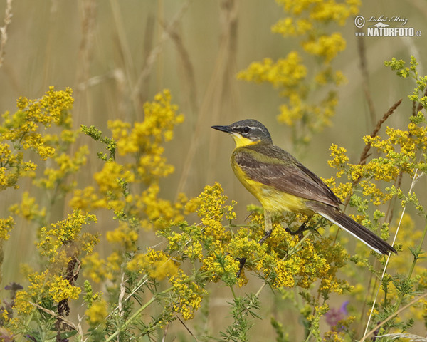 Schafstelze (Motacilla flava)