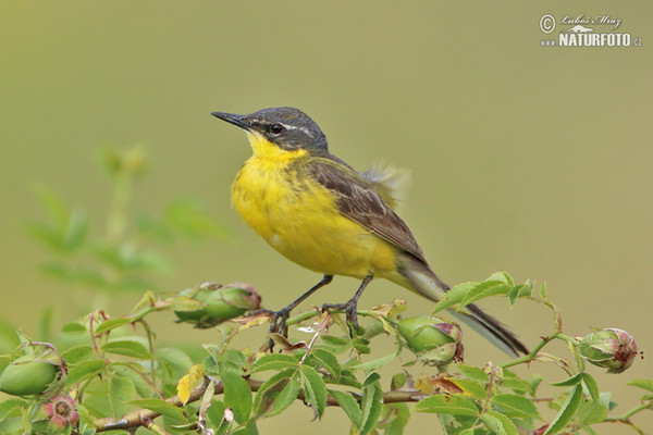 Schafstelze (Motacilla flava)