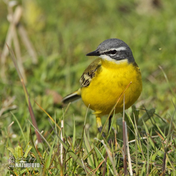 Schafstelze (Motacilla flava)