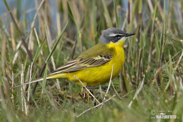 Schafstelze (Motacilla flava)