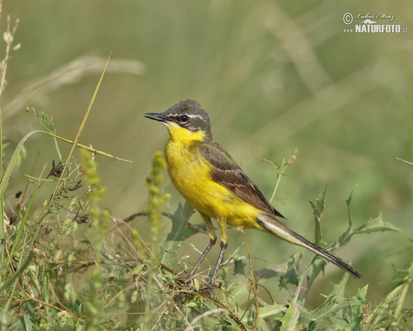 Schafstelze (Motacilla flava)