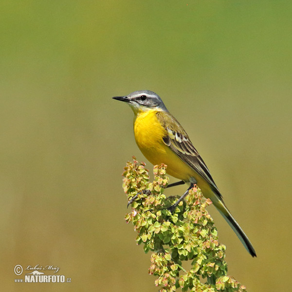 Schafstelze (Motacilla flava)