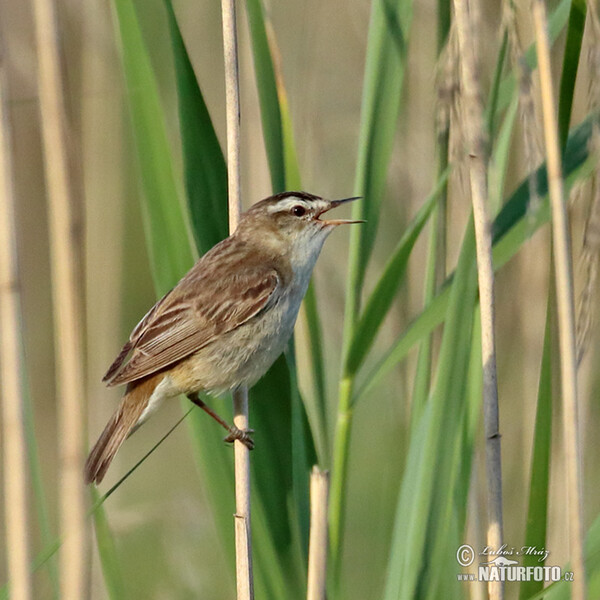 Schilfrohrsänger (Acrocephalus schoenobaenus)