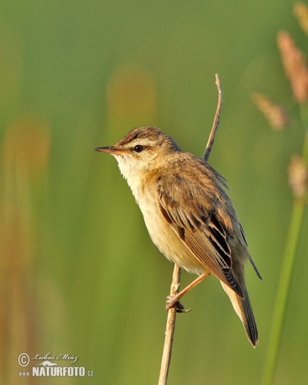 Schilfrohrsänger (Acrocephalus schoenobaenus)