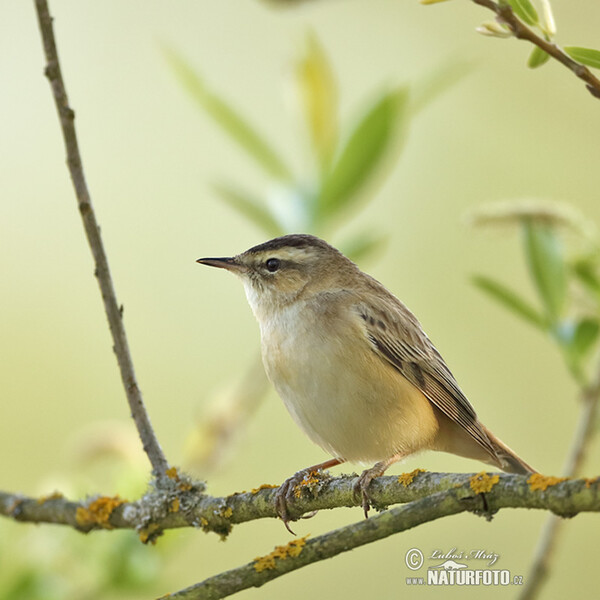 Schilfrohrsänger (Acrocephalus schoenobaenus)