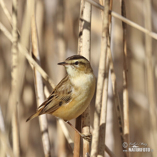 Schilfrohrsänger (Acrocephalus schoenobaenus)