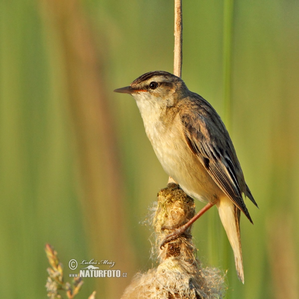 Schilfrohrsänger (Acrocephalus schoenobaenus)