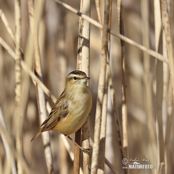 Schilfrohrsänger (Acrocephalus schoenobaenus)