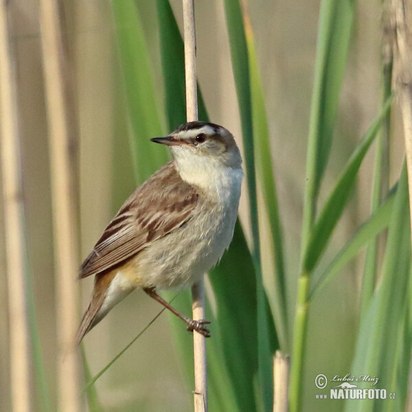 Schilfrohrsänger (Acrocephalus schoenobaenus)