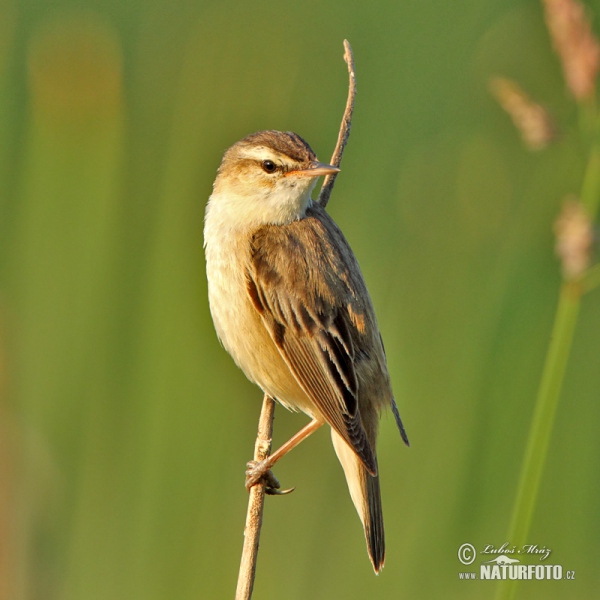 Schilfrohrsänger (Acrocephalus schoenobaenus)