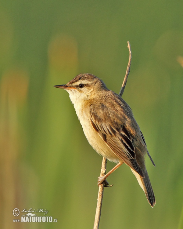 Schilfrohrsänger (Acrocephalus schoenobaenus)