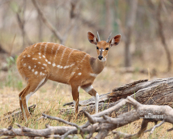 Schirrantilope Buschbock (Tragelaphus scriptus)