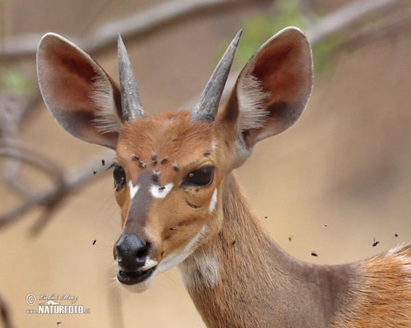 Schirrantilope Buschbock (Tragelaphus scriptus)