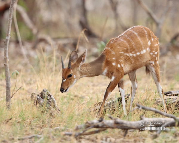 Schirrantilope Buschbock (Tragelaphus scriptus)