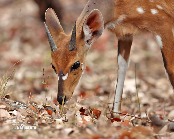 Schirrantilope Buschbock (Tragelaphus scriptus)