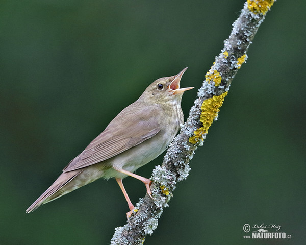 Schlagschwirl (Locustella fluviatilis)