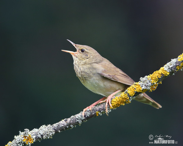 Schlagschwirl (Locustella fluviatilis)