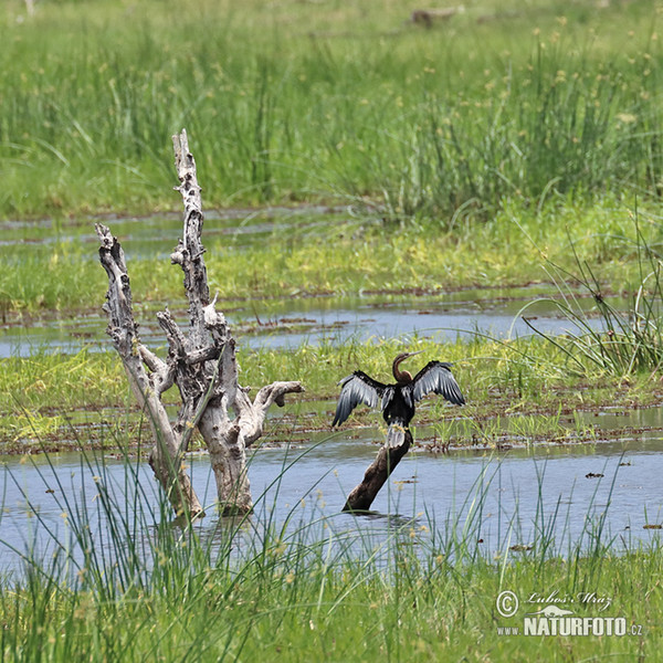 Schlangenhalsvogel (Anhinga rufa)