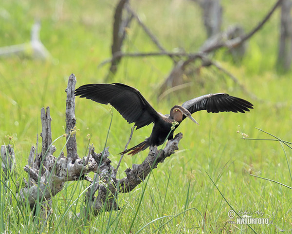 Schlangenhalsvogel (Anhinga rufa)