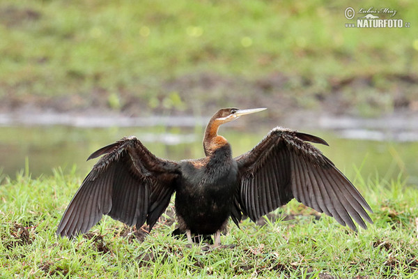 Schlangenhalsvogel (Anhinga rufa)