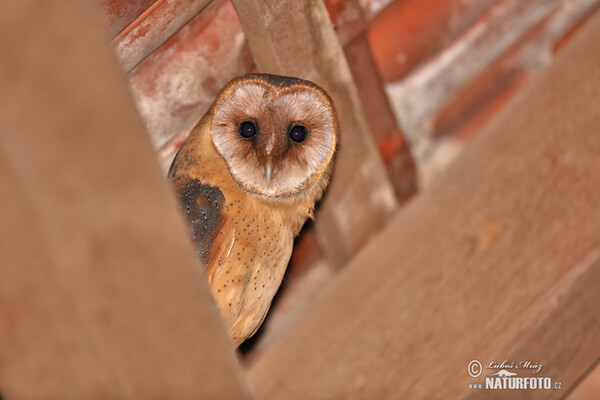 Schleiereule (Tyto alba)