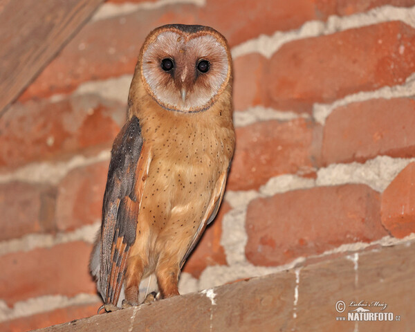 Schleiereule (Tyto alba)