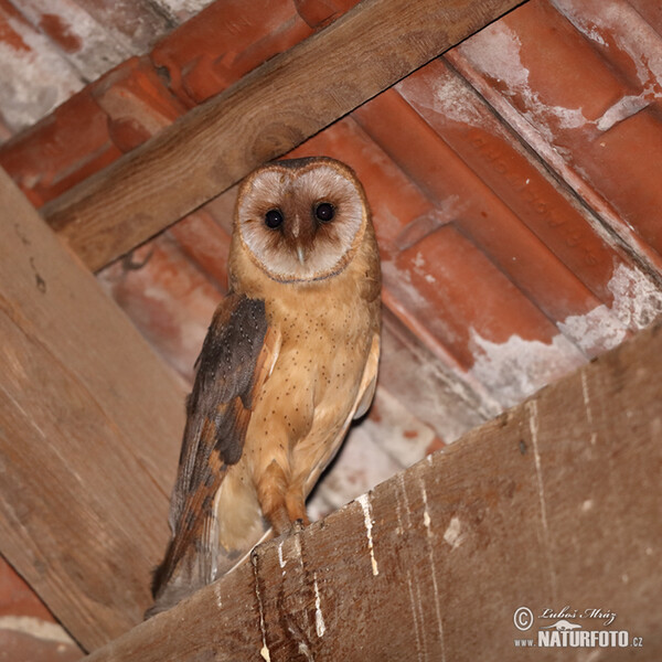 Schleiereule (Tyto alba)