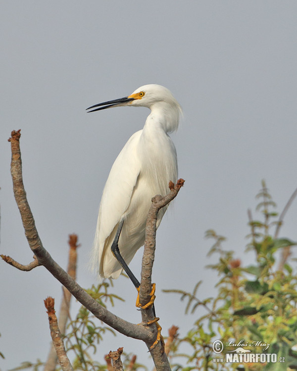 Schmuckreiher (Egretta thula)