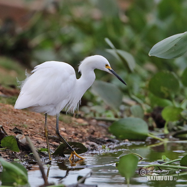 Schmuckreiher (Egretta thula)