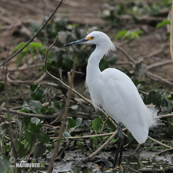 Schmuckreiher (Egretta thula)