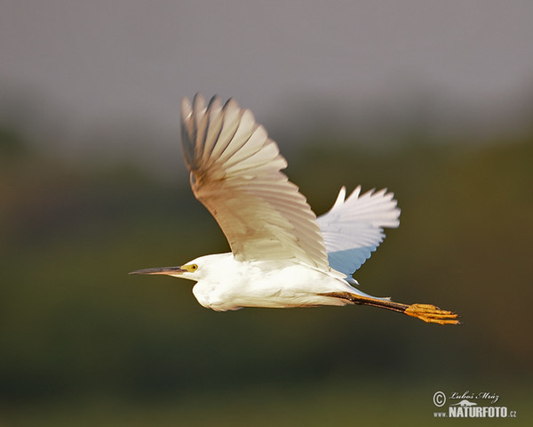 Schmuckreiher (Egretta thula)