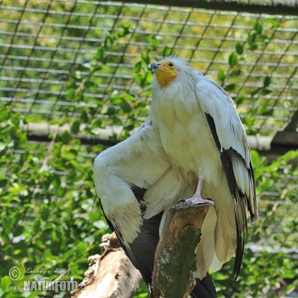 Schmutzgeier (Neophron percnopterus)